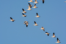 Snow geese (Photo by Leta Pezderic/NCC staff)