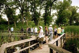 Soundwalk in Miller Woods, Indiana Dunes National Lakeshore, July 2010. (Photo by Noé Cuéllar)