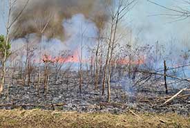Prescribed burn at Upper Big Creek Block of Norfolk County, ON (Photo by NCC)