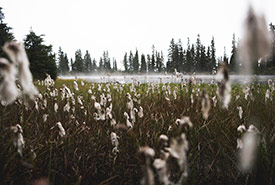Strathcona Meadows, BC (Photo by Unsplash, Joel Cross)