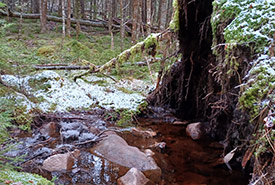 Stream flowing through the site near Porter's Lake, NS (Photo by Sally Hilton/NCC staff)