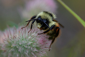 Bee (Photo by Brittany Foster)