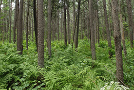 Tamarack forest (Photo by NCC)