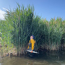 A patch of mature phragmites, with the lead technician for scale (Photo by Carolyn Davies/NCC Staff)