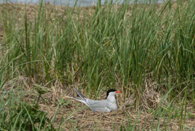 A common tern on its nest. (Photo by Claire Elliott/NCC)