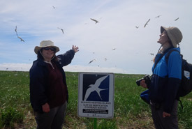 Jennifer White (NCC staff) and Claire Elliot (NCC intern) on Tern Island. (Photo by NCC)