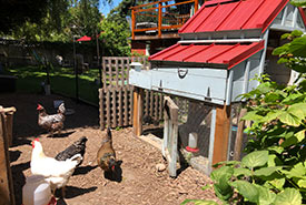 The ladies and their coop (Photo by LM Neilson/NCC staff)