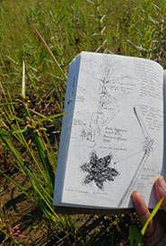 The invasive bog bulrush growing next to one of Canada’s few populations of the endangered grand redstem. Management of invasive species like bog bulrush is a critical part of NCC’s stewardship work. (Photo by Hashveenah Manoharan/NCC intern)