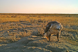 Ferruginous hawk (Photo by NCC)