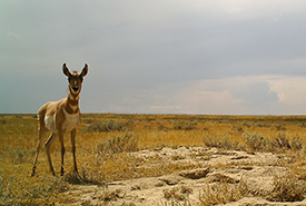 Pronghorn (Photo by NCC)