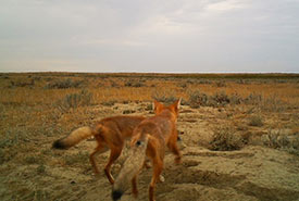 Swift foxes (Photo by NCC)