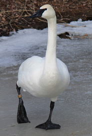 Tundra swan (Photo by Pia Kaukoranta/ NCC staff)