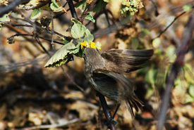 Vampire finch (Photo from Wikimedia Commons)