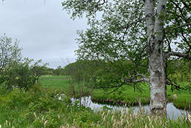 Black Ash Nature Reserve, NL (Photo by Julia Ball/NCC)