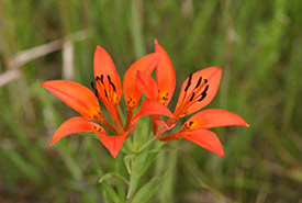 Western red lily has one of the largest flowers in Manitoba. (Photo courtesy of Manitoba Museum)