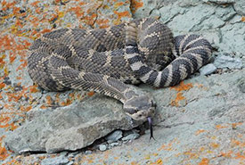 The western rattlesnake. (Photo by Stephanie Winton)