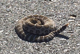 A western rattlesnake on a road. (Photo by Stephanie Winton)