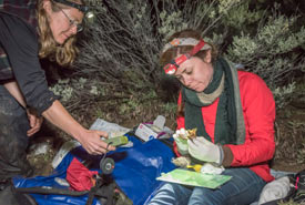 While Rochelle Kelly (right) prepares to measure a male pallid bat, lead biologist Cori Lausen tries to get an acoustic recording of its distress calls. (Photo by Richard McGuire)