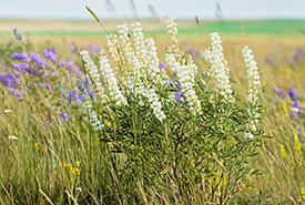 White silky lupine flower (Photo by Leta Pezderic/NCC staff)