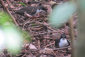 White-breasted thrasher, bird endemic to Martinique and St. Lucia. Listed as endangered by the IUCN. (Photo by Rob Alvo)