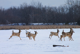 White-tailed deer, Lynde Shores Conservation Area, Whitby, ON (Photo by Pia Kaukoranta/ NCC staff)