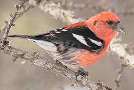White-winged crossbill male (Photo by Bryan Calk)
