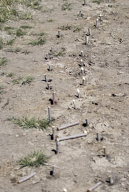 Willow live stakes in the ground, Waldron, AB (Photo by NCC)