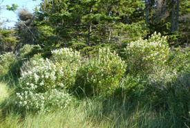 Wilson Lake and Lobster Bay, NS (Photo by Anthony Crawford)