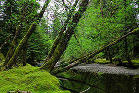 Windy Bay Creek, a river habitat typical to Haida Gwaii and similar to the Honna River where I was fishing. (Photo by Janel Saydam)