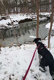 Winona amused by mallard ducks during a winter hike. (Photo by Samantha Cava)