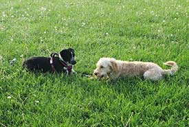 Winona enjoying some off-leash time at a dog park. (Photo by Samantha Cava)