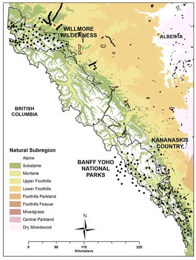 The study area in the Canadian Rocky Mountains stretches from the Willmore Wilderness in the north, to Banff and Yoho National Parks in the south. Dots indicate bait stations, each consisting of a camera trap and hair snag. (Photo by InnoTech Alberta.)