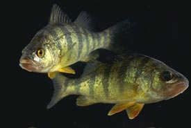 Yellow perch swimming (Photo by USDA)