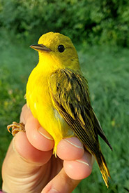 Yellow warbler (Photo by NCC)