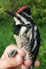 Yellow-bellied sapsucker female (Photo by NCC)