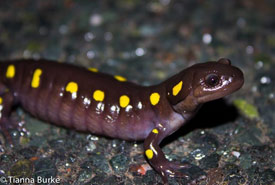 Yellow-spotted salamander (Photo by Tianna Burke)