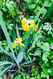Yellow iris (Photo by NCC)