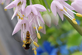 Oblique streaktail on my wild nodding onion plant (Photo by Wendy Ho/NCC staff)