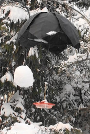 A hanging metal umbrella was used to shield the feeder from the snow. (Photo by Eric Pittman) 