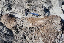 A large hadrosaur femur (duckbilled dinosaur thighbone) discovered near a NCC property in Alberta. (Photo by François Therrien)