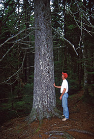 Peter Neily with Big Red in 1996 (Photo courtesy of Peter Neily)