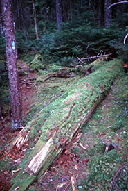 Un arbre tombé donne la vie en se décomposant et en restituant des nutriments dans le sol de la forêt (Photo de Peter Neily)