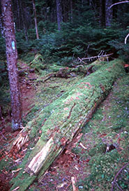 A tree that has fallen over continues to give life as it decays and returns nutrients to the forest floor (Photo by Peter Neily)