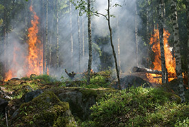 The accumulation of downed woody debris is ripe fuel for forest fire. (Photo: Creative Commons)