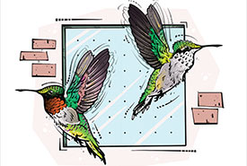 Hummingbirds (Illustration by Cory Proulx)