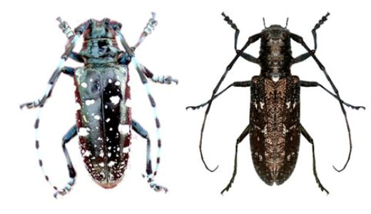 Invasive Asian longhorned beetle (left) and native white-spotted sawyer beetle (right). (Photo by Michael Bohne, USDA Forest Service, Bugwood.org)