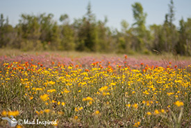 Alvar wildflowers from foreground to background: Balsam ragwort (yellow), Indian paintbrush (orange), Prairie smoke (red/pink) at the Prairie Smoke Alvar property (Photo by 2014 MudInspired.com)