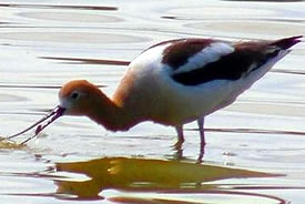American avocet (Photo by NCC)