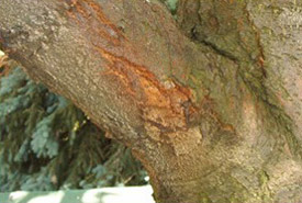 Canker on American chestnut (Photo by CCC)