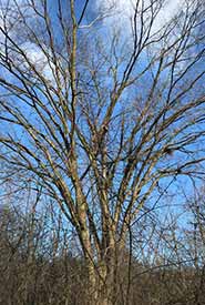 American elm (Photo by mariaray, CC BY-NC 4.0)